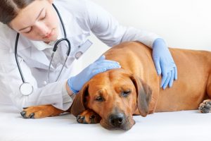 Nove Principais Doenças Ocupacionais em Veterinários
